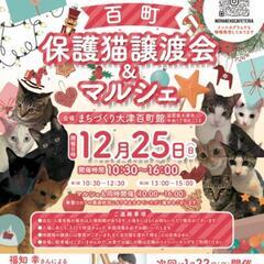 百町保護猫譲渡会&マルシェ😺