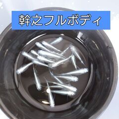 完売しました【値下げ‼️】🌟幹之(フルボディ)🌟メダカ 5匹セッ...