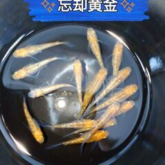 【完売しました】🌟忘却黄金🌟体外光メダカ ５匹×1セット 28%ＯＦＦ