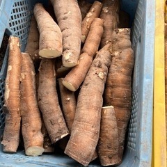 キャッサバの中古が安い！激安で譲ります・無料であげます(2