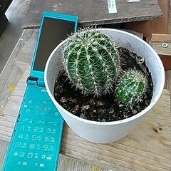 赤ちゃんサボテン　その 2 　高さ６センチと　１センチの　２つは...