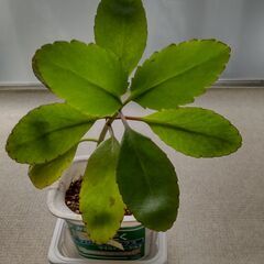 <<End of transaction>>【幸せの葉っぱ】『マザーリーフ』－TypeA－の画像