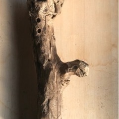 流木アク抜き済50cm
