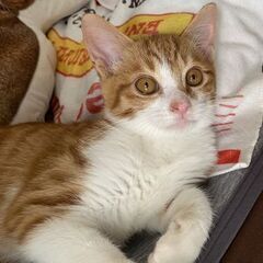 甘えん坊男の子茶白　猫も人も大好きです