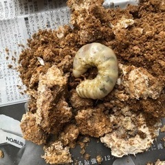 能勢産の親82ミリのオオクワガタの幼虫2令〜3令