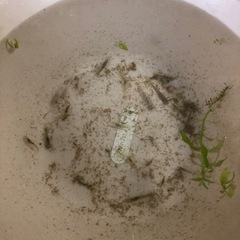 お譲り決まりました。エビとメダカ二匹