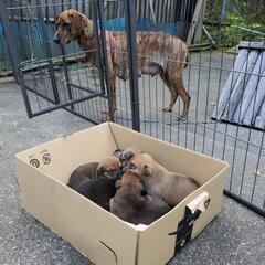 5匹の子犬の里親を探してます。