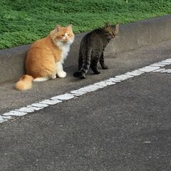 兄弟の里親募集！