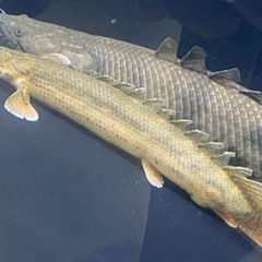 デルヘッジ•ＳＰコリバ各1,000円の画像