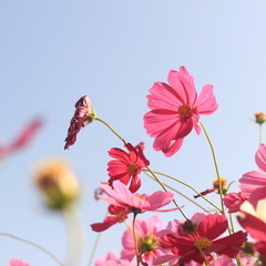 一緒にカメラ散歩しませんか？？？