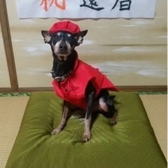 小型犬用　ペット用品の画像