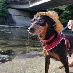 小型犬用　ペット用品の画像