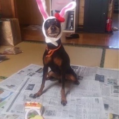 小型犬用　ペット用品の画像