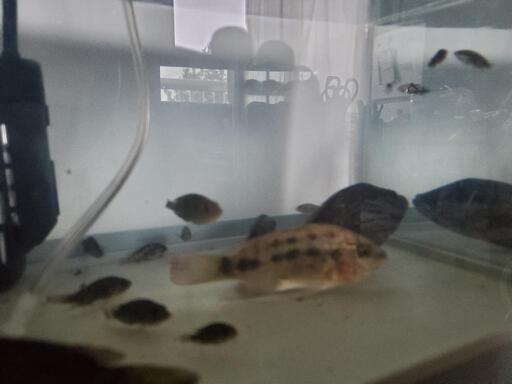 ナイルティラピア稚魚 ５匹