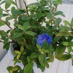 交渉中❗植物♪︎アメリカンブルー他