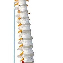 【処分0円】定価: ￥8,380　UPS 実物大 脊髄骨盤模型 ...