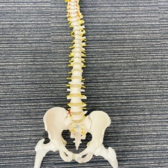 【処分0円】定価: ￥8,380　UPS 実物大 脊髄骨盤模型 90cm 吊り下げ 台座付き 後頭骨 ～ 股関節 男性骨盤 脊柱可動 ヘルニア病部 脊髄神経根 椎骨動脈 椎間板の画像