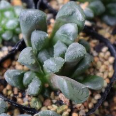 ハオルチア　Haworthia maughanii hyb