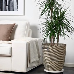 引き渡し決定12/18まで　【引取り限定】IKEA 鉢カバー　ローグコルンの画像