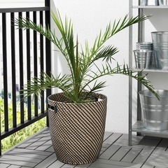 引き渡し決定12/18まで　【引取り限定】IKEA 鉢カバー　ローグコルンの画像