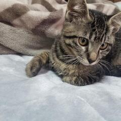 可愛いシバトラちゃん