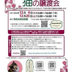 横浜市泉区　猫の譲渡会　主催にゃぶ