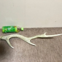 （問い合わせ中）鹿のツノ　1100円　