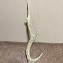 （問い合わせ中）鹿のツノ　1100円　の画像