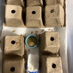 (10匹150円)ヨーロッパイエコオロギ  サイズ色々の画像