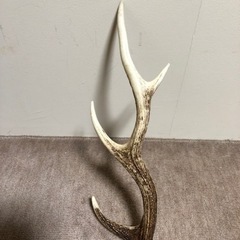 （問い合わせ中）鹿のツノ　８００円の画像