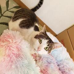 さみしがり屋の野良猫