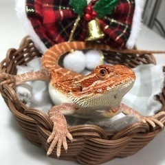 フトアゴヒゲトカゲ オレンジ 入荷しました💕