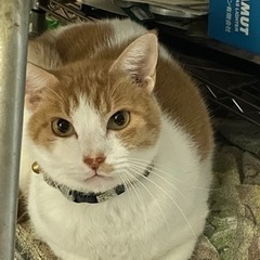 歩行妨害猫と言われるほど人が大好きで、すり寄ってきていたオス猫ち...