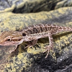 フトアゴヒゲトカゲ ハイカラー入荷しました✨✨ − 福岡県