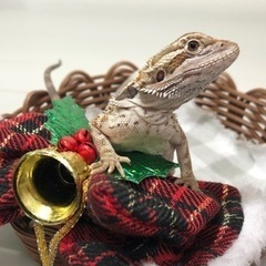 フトアゴヒゲトカゲ ハイカラー入荷しました✨✨の画像