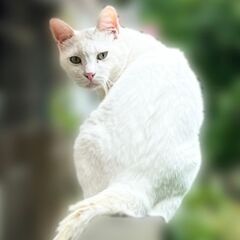 白猫(メス)(飼主さん決まりました。ありがとうございました！)