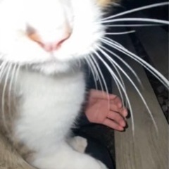 人懐っこい男の子　元気たくさん - 猫