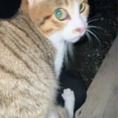 人懐っこい男の子　元気たくさん - 阿蘇郡