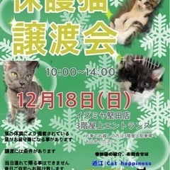 保護猫の譲渡会　12/18(日)