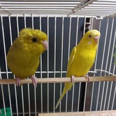 里親募集　サザナミインコ性別不明4歳　セキセイインコルチノー♀4歳　