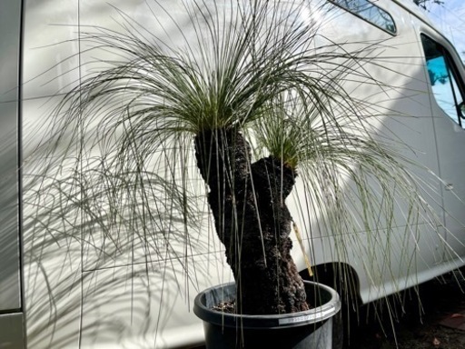 クサントロエア ジョンソニー  ブラックボーイ＊最終価格＊