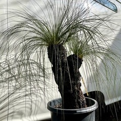 クサントロエア ジョンソニー ブラックボーイ＊最終価格＊