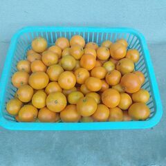 更新　みかん　15個300円　12/9　10:00限定