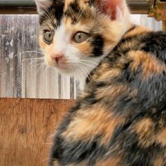 10/1生まれ三毛猫ちゃん♀雌、まだまだ小さな仔猫ですᗢᕡᓗ犬と...