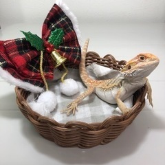 フトアゴヒゲトカゲ イエロー 入荷
