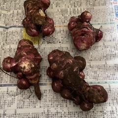 菊芋