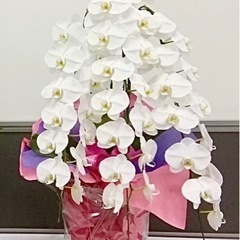 胡蝶蘭90cmの画像