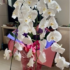 胡蝶蘭90cmの画像