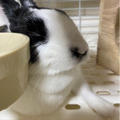 ミニウサギ（2歳4ヶ月）メス