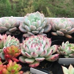 多肉や観葉植物選び放題！